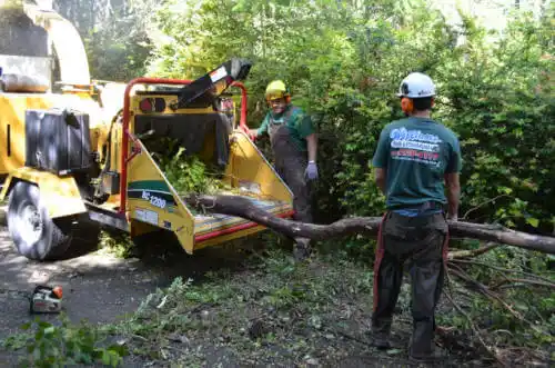 tree services Oxoboxo River